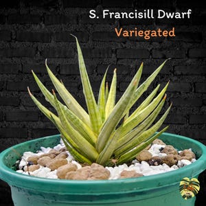 Sansevieria FRANCISILL DWARD VARIEGATED / Healthy root/ Free Phytosanitary Certificate / rare plant / ornamental plants