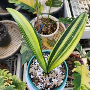 Sansevieria SENEGAMBICA VARIEGATED / Healthy root/ Free Phytosanitary Certificate / rare plant / ornamental plants