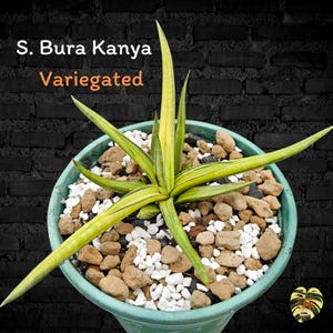 Sansevieria BURA KANYA VARIEGATED / Healthy root/ Free Phytosanitary Certificate / rare plant / ornamental plants