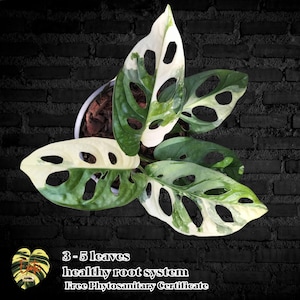 Monstera ADOSONII bunter Schweizer Käse / Schnitt 3-5 Blätter / Gesunde Wurzel / Gratis Phytogesundheitszertifikat
