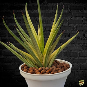 Sansevieria FRANCISILL Variegated / Healthy root/ Free Phytosanitary Certificate / rare plant / ornamental plants