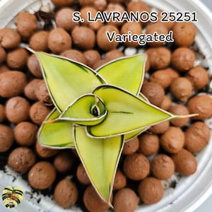 Sansevieria LAVRANOS 25251 VARIEGATED / Healthy root/ Free Phytosanitary Certificate / rare plant / ornamental plants
