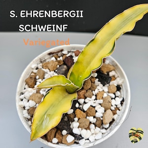 Sansevieria EHRENBERGII SCHWEINF VARIEGATED / Healthy root/ Free Phytosanitary Certificate / rare plant / ornamental plants
