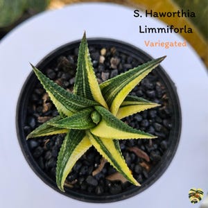 Sansevieria HAWORTHIA LIMMIFORLA VARIEGATED / Healthy root/ Free Phytosanitary Certificate / rare plant / ornamental plants