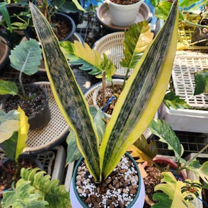 Sansevieria KERKII COPPERTONE VARIEGATED / Healthy root/ Free Phytosanitary Certificate / rare plant / ornamental plants