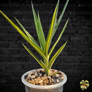 Sansevieria BAGAMOYENSIS VARIEGATED / Healthy root/ Free Phytosanitary Certificate / rare plant / ornamental plants