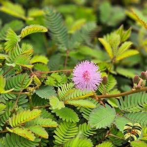 50 nasion Mimosa Pudica nasiona, Roślina wrażliwa, Roślina nieśmiała, Roślina nie dotykająca, Roślina akcji, Roślina wstydliwa, Roślina zombie, Nasiona Dormilona