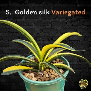 Sansevieria GOLDEN SILK VARIEGATED / Healthy root/ Free Phytosanitary Certificate / rare plant / ornamental plants