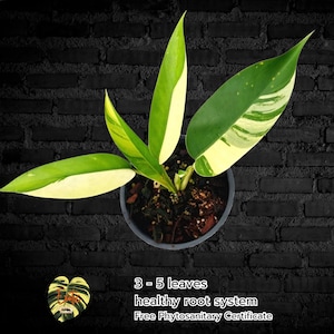 Epipremnum GIGANTEUM Variegated/ Top cut 3-5 Leaves / Healthy root/ Free Phytosanitary Certificate / rare plant / exotic plant / house plant