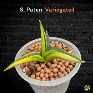 Sansevieria PATEN VARIEGATED / Healthy root/ Free Phytosanitary Certificate / rare plant / ornamental plants