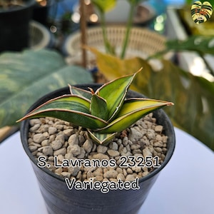 Sansevieria LAVRANOS 25251 VARIEGATED / Healthy root/ Free Phytosanitary Certificate / rare plant / ornamental plants