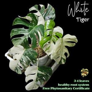 Mon. ALBO WHITE TIGER Variegated / 3-4 Leaves / well root/  Monstera Albo Borsigiana Live Plant / Free Phytosanitary Certificate
