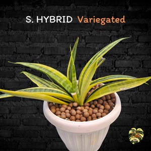 Sansevieria HYBRID VARIEGATED / Healthy root/ Free Phytosanitary Certificate / rare plant / ornamental plants