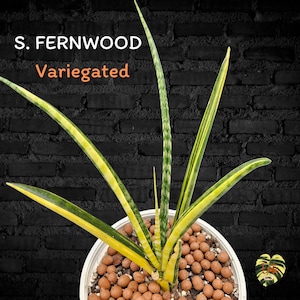 Sansevieria VARENHOUT GEVAREN / Gezonde wortel / Gratis fytosanitair certificaat / zeldzame plant / sierplanten