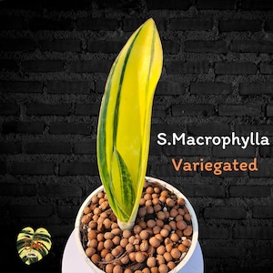 Sanserieria MACROPHYLLA YELLOW Variegated/ Healthy root/ Free Phytosanitary Certificate/ snake plant/ rare plant / ornamental foliage plants