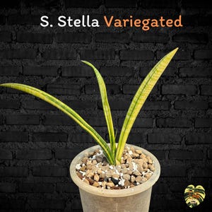 Sansevieria STELLA VARIEGATED / Racines saines / Certificat phytosanitaire gratuit / Plante rare / Plantes ornementales