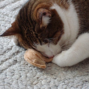May include: A brown and white tabby cat with green eyes is sleeping on a light gray carpet. The cat is curled up with its paws tucked under its body. The cat is holding a brown toy in its paws.