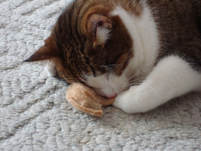 May include: A brown and white tabby cat with green eyes is sleeping on a light gray carpet. The cat is curled up with its paws tucked under its body. The cat is holding a brown toy in its paws.
