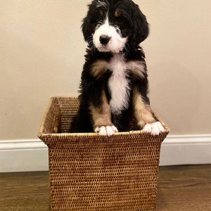 May include: A black, white and brown puppy sits in a woven wicker basket. The puppy is looking at the camera with its head tilted slightly to the side.