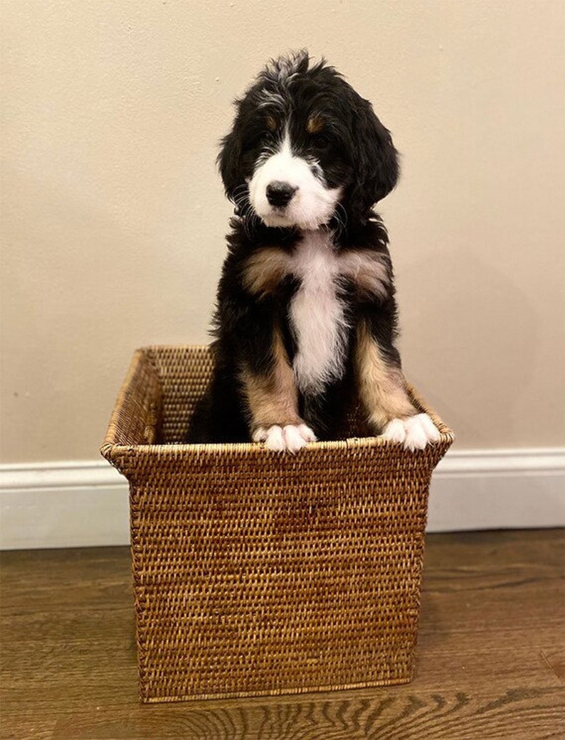 May include: A black, white and brown puppy sits in a woven wicker basket. The puppy is looking at the camera with its head tilted slightly to the side.