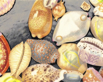 Original Coloured Pencil Drawing - Eighteen Cowries