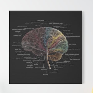 Märkt färgglad hjärnanatomi canvas märkt neurovetenskap konst heminredning klassrum vägg studierum gåva