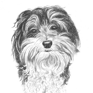 8x10 Pet Portrait Sketch Original Custom Graphite Pencil Art Drawing image 3