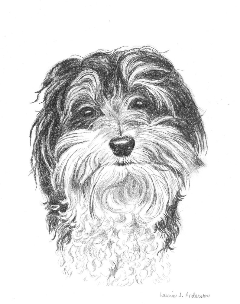 8x10 Pet Portrait Sketch Original Custom Graphite Pencil Art Drawing image 3