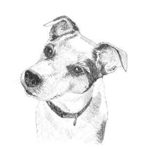 8x10 Pet Portrait Sketch Original Custom Graphite Pencil Art Drawing image 2