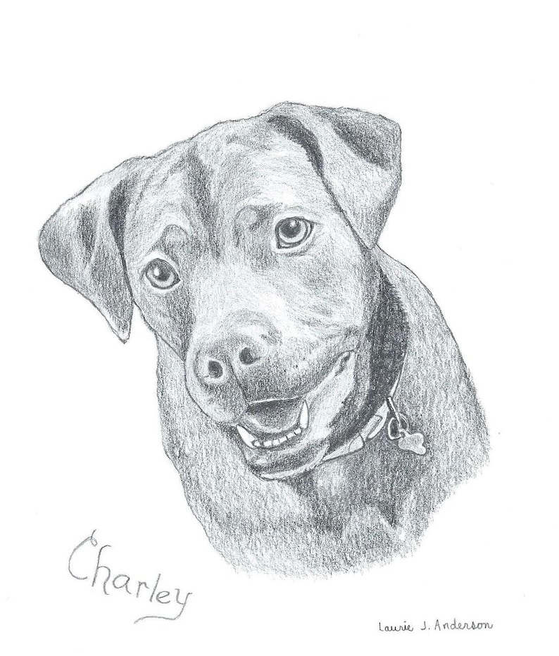 8x10 Pet Portrait Sketch Original Custom Graphite Pencil Art Drawing image 4