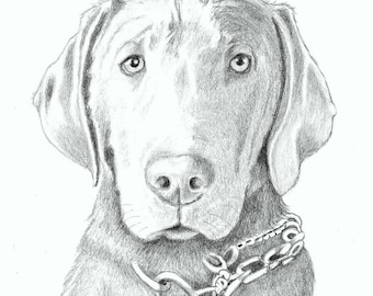 8x10 Pet Portrait Sketch Original Graphite Pencil Art Drawing