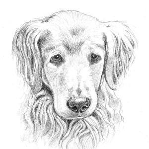 8x10 Pet Portrait Sketch Original Custom Graphite Pencil Art Drawing image 5