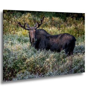 May include: A large, dark brown moose with impressive antlers stands in a field of green and yellow foliage. The moose is partially obscured by the vegetation, with its head and shoulders visible. The image is well-lit, highlighting the animal's features.
