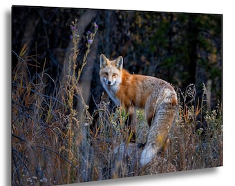 Fox at Sunrise in Aspen Colorado