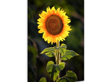 A Backlit Sunflower at a Sunflower Field in Denver Colorado