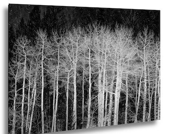 Winter Aspen Trees in Aspen Colorado