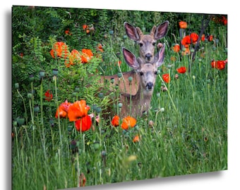 Pair of Mule Deer in a Poppy Field in Colorado