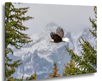 Bald Eagle in Flight at Grand Teton National Park Wyoming
