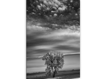 Single Tree Beneath Storm Clouds in Denver, Colorado, Infrared Photography