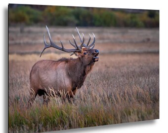 Bull Elk Bugling During Sunrise at Rocky Mountain National Park, Colorado, Fall Rut