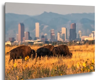 Colorado Bison with Denver and Rocky Mountains in the Background