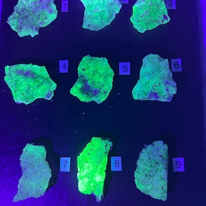 May include: Nine fluorescent mineral specimens, each numbered, glow brightly under a black light. The rocks display a vibrant green hue, with hints of blue and purple. The arrangement is on a dark surface, creating a striking contrast.