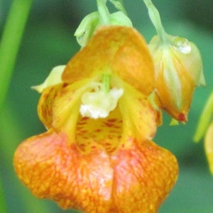 以下が含まれることがあります： オレンジ色の花が1つ、黄色の芯と赤い模様があります。花は緑色の茎からぶら下がっています。