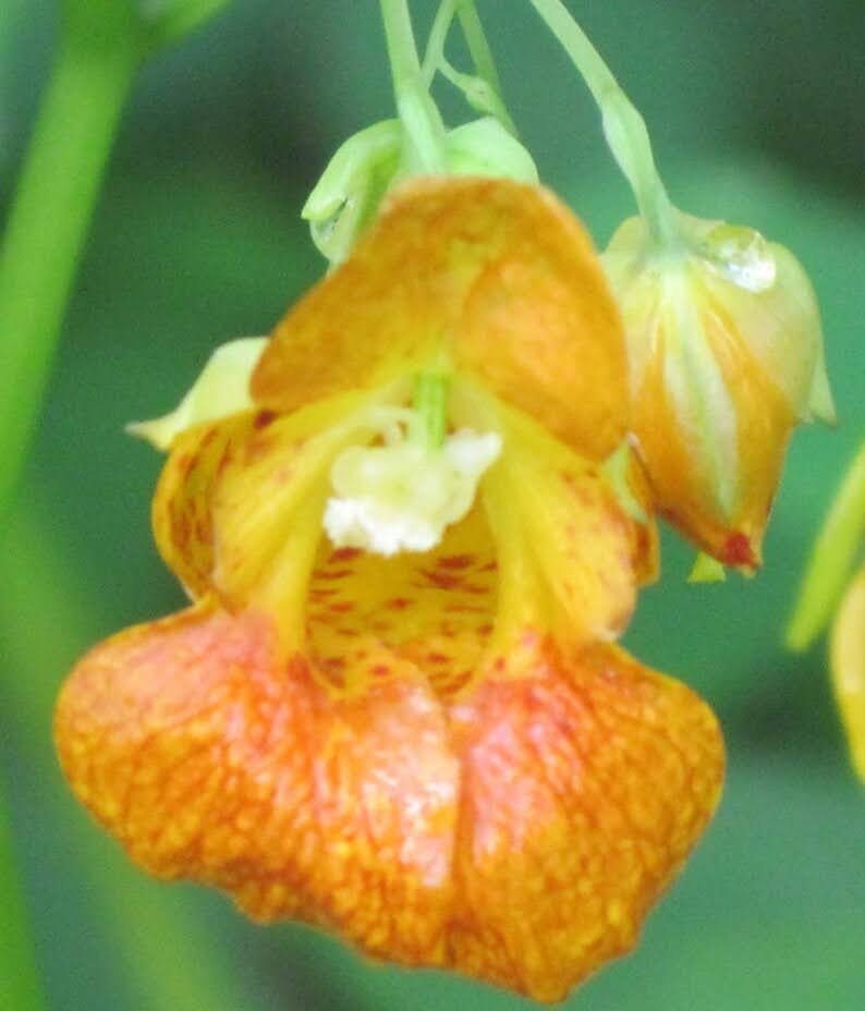 以下が含まれることがあります： オレンジ色の花が1つ、黄色の芯と赤い模様があります。花は緑色の茎からぶら下がっています。