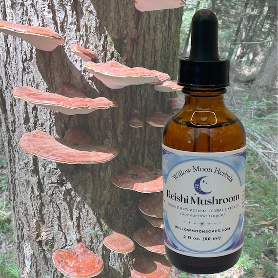 Reishi Mushroom Extract, Ganoderma lucidum Tincture, Small Batch Wildcrafted