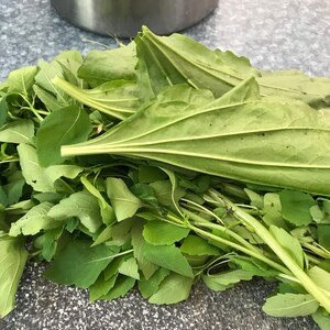 以下が含まれることがあります： グレーのカウンタートップに、オオバコなど、新鮮な緑の葉のハーブの束が置かれています。