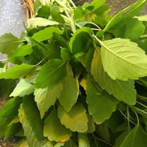 以下が含まれることがあります： 茎の付いた新鮮な緑の葉のハーブの束