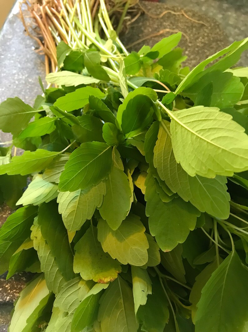 以下が含まれることがあります： 茎の付いた新鮮な緑の葉のハーブの束