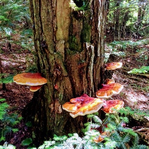 May include: A close-up of a tree trunk with several large, orange and brown mushrooms growing on it. The mushrooms are clustered together and have a smooth, slightly textured surface.