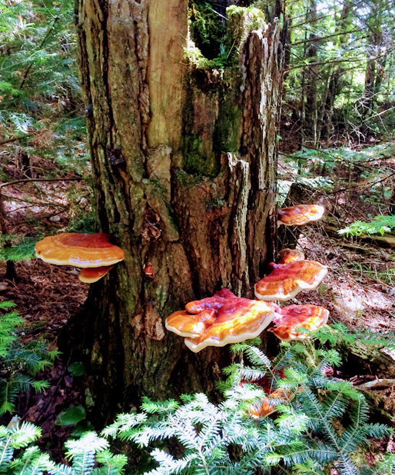 May include: A close-up of a tree trunk with several large, orange and brown mushrooms growing on it. The mushrooms are clustered together and have a smooth, slightly textured surface.